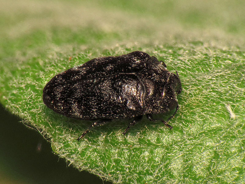 Buprestidae: Trachys minutus minutus